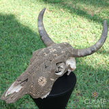 Cráneo de Toro